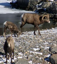 Big Horn Sheep, Jasper National Park, Jasper, Alberta Canada