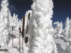 Powder Tree at Powder King Ski Resort