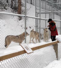 Panorama’s wolf education centre