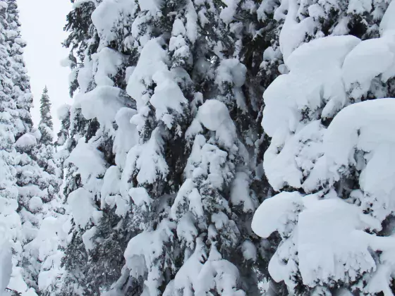Tree skiing Powder King