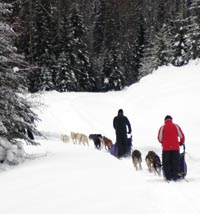Dog sledding, Jasper, Alberta Canada