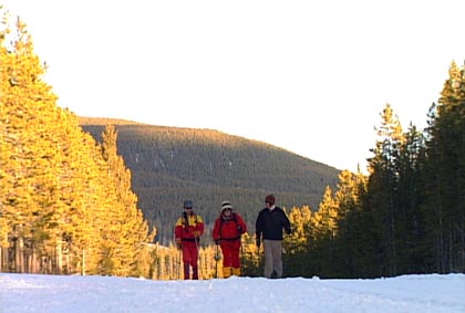 Cross Country Skiers Castle Mountain, Alberta