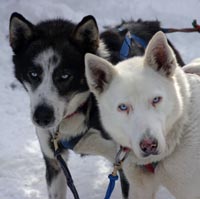 Sled Dogs, Jasper, Alberta Canada