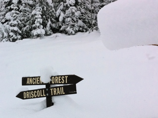 Prince George Ancient Forest snowshoe