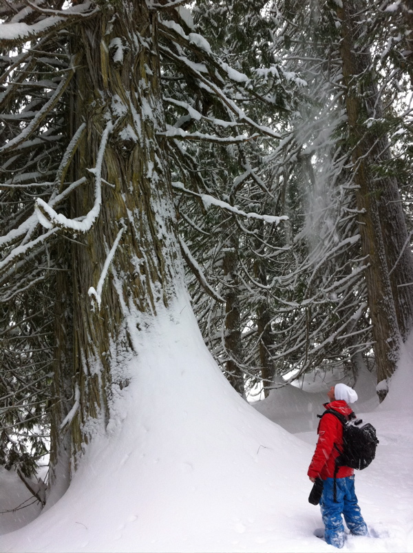 the forest snow shoes