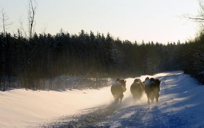 Bison, Wood Buffalo National Park, Canada