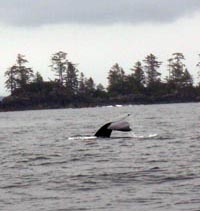 Whale watching Pacific Rim Park, BC Canada