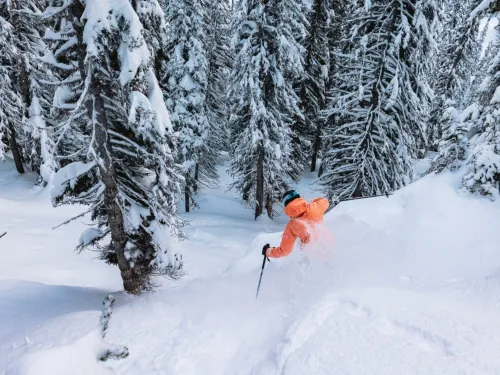 Skier in trees at Revelstoke Mountain Resort Hywel Williams