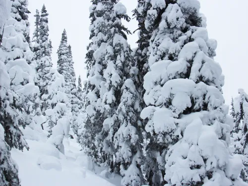 Tree skiing Powder King