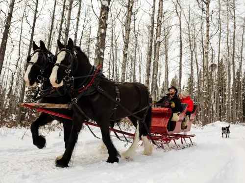 Sleighing B & T Rides Smithers BC Marty Clemens