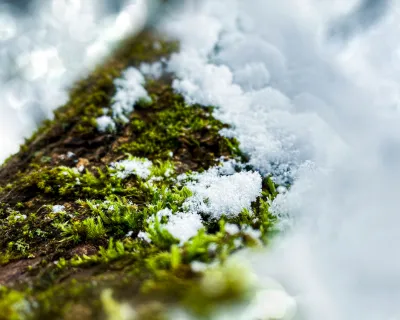 snow melting on grass