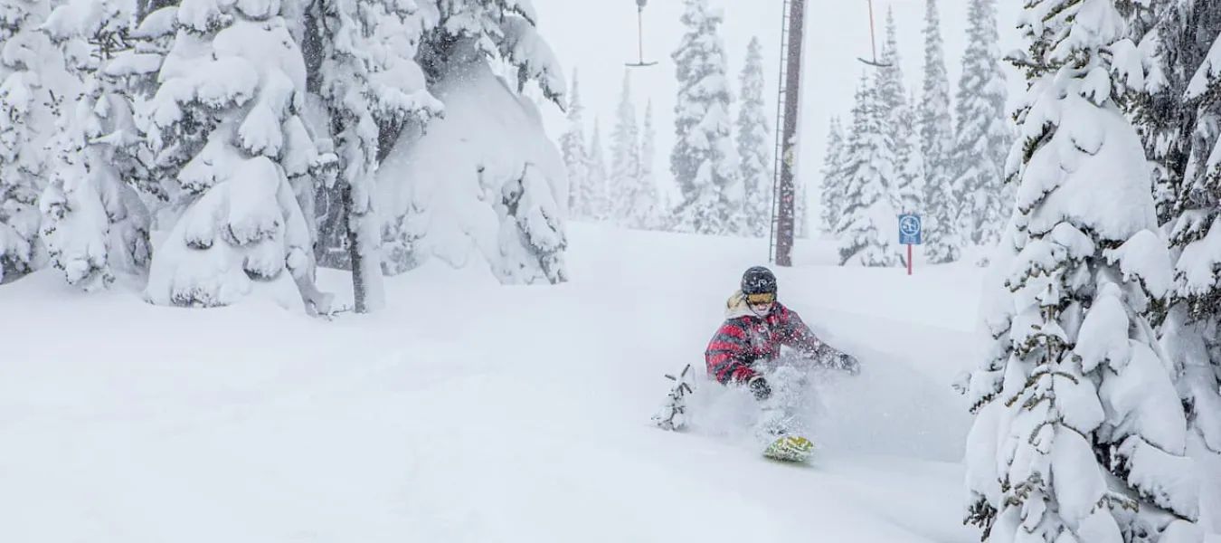 Powder King