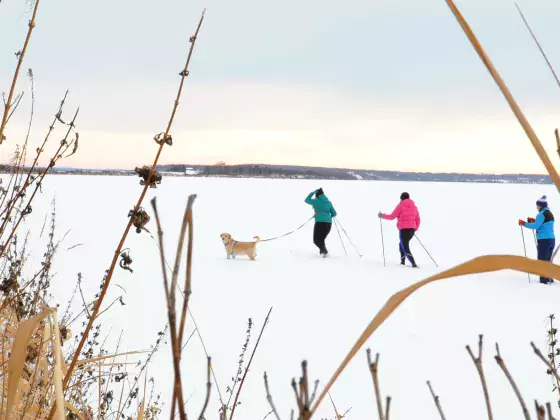 A group of people nordic ski with their dog in Lac La Biche