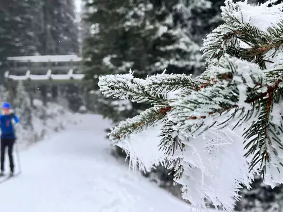 SilverStar nordic Jim Barr Nov 2023