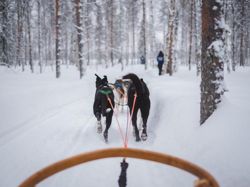 Dog sledding in Canmore: a howling good time | SnowSeekers