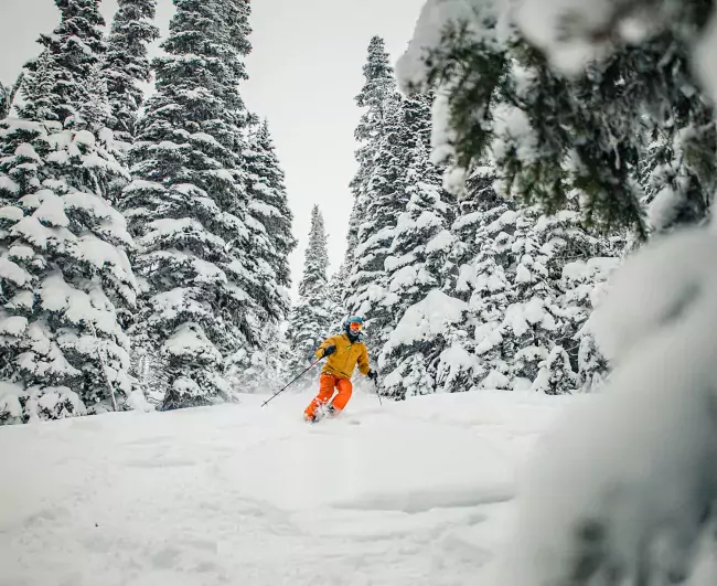 Powderking BC Tree Ski Ember Harper Snowseekers 