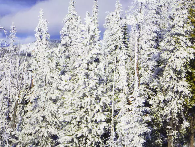 Baldy Mountain Resort 