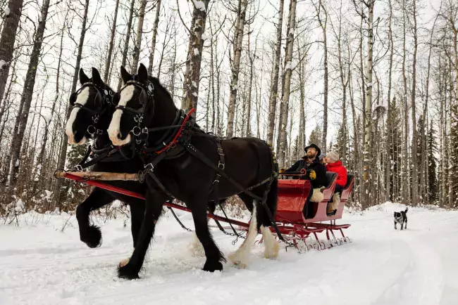 Sleighing B & T Rides Smithers BC Marty Clemens